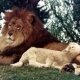 Лев и Агнец ライオンラム